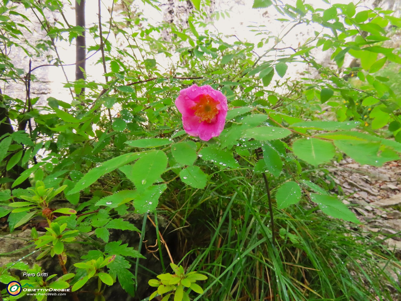 32 Rosa canina gocciolante d'acqua.JPG